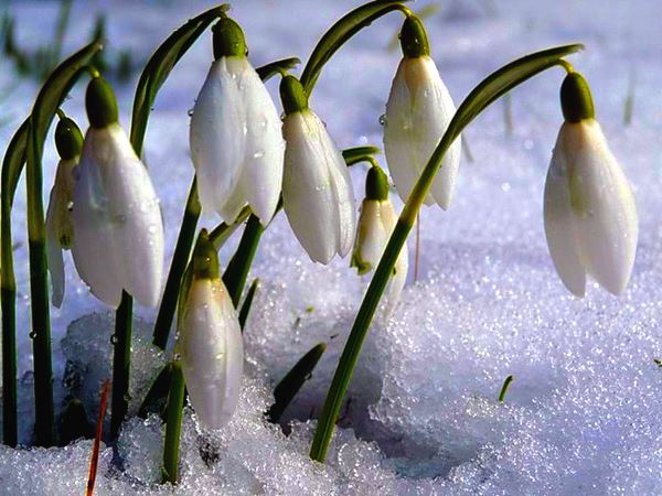 Подснежники цветут и в Мелитополе, и в Пологах (ФОТО)