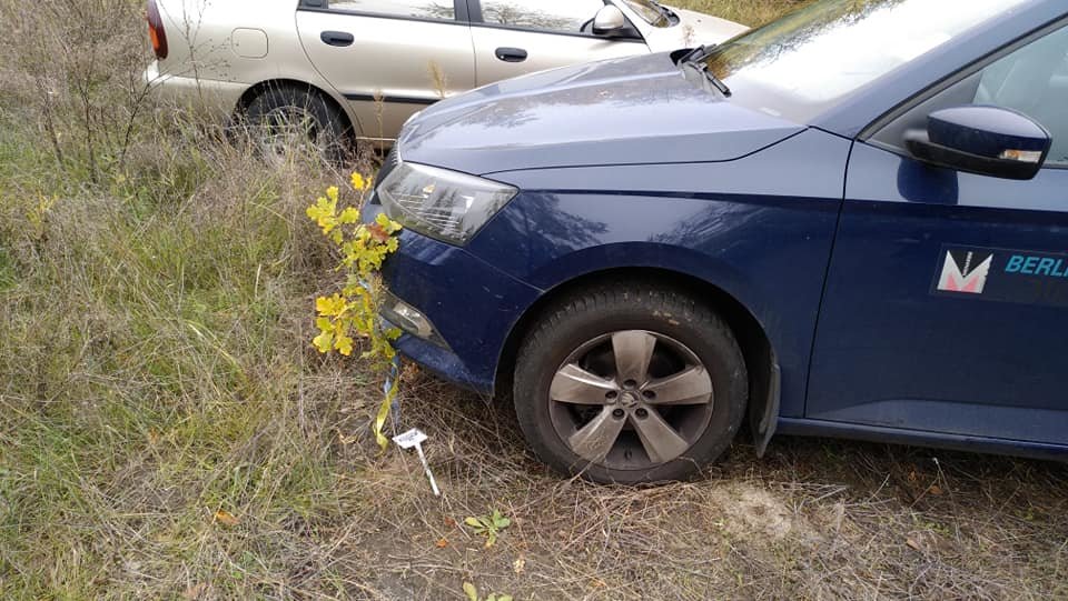 За поврежденные дубы на Хортице, высаженные в память о погибших воинах АТО, нарушитель заплатит штраф