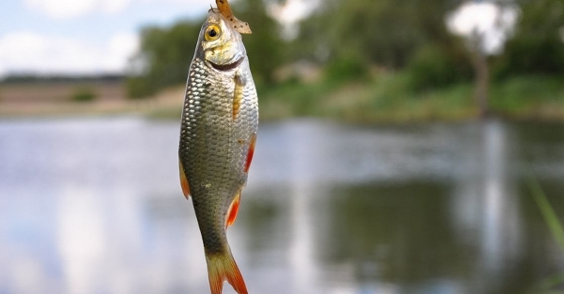 Запрещённая к вылову рыба в водоёмах Запорожской области (ФОТО)