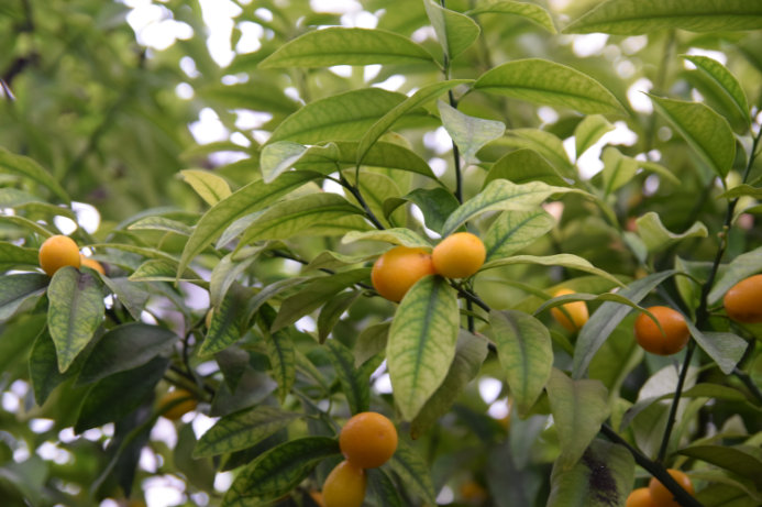 В запорожском ботсаду зимой созрели мандарины и лимоны (ФОТО)