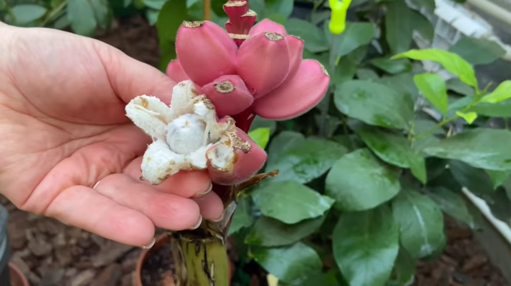 Запорожанка вырастила в теплице розовый банан (ВИДЕО)