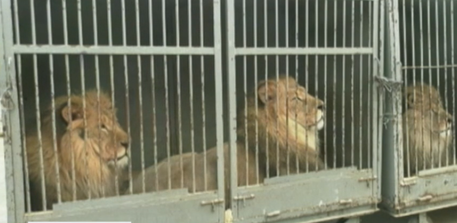 В реабилитационный центр для животных под Запорожьем привезли 6 цирковых львов (ВИДЕО)