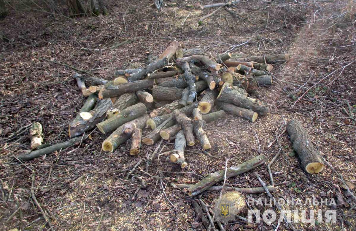 В двух районов Запорожской области задержали “черных” лесорубов (ФОТО)