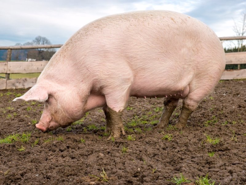 В Запорожской области свинья покусала своего хозяина