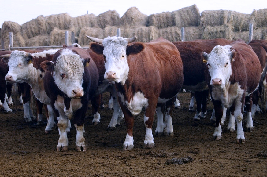 Новогоднее утро в Запорожской области 70 лет назад началось с переписи скота (ФОТО)