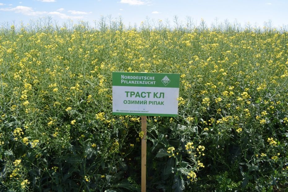 В Запорожской области мошенники у фермера завладели около 400 тоннами зерна рапса на миллионы гривен