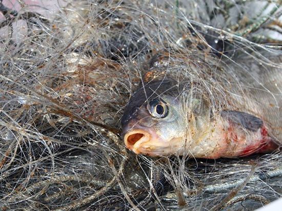 В Запорожской области в море нашли сети с живой рыбой (ФОТО)