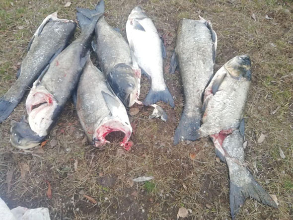 В Запорожье в Днепре обнаружили около 60-ти изуродаванных туш рыбы (ФОТО, ВИДЕО)