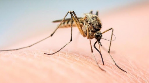 Несколько человек в Запорожье «подхватили» паразитов после укуса насекомых: как распознать и лечить
