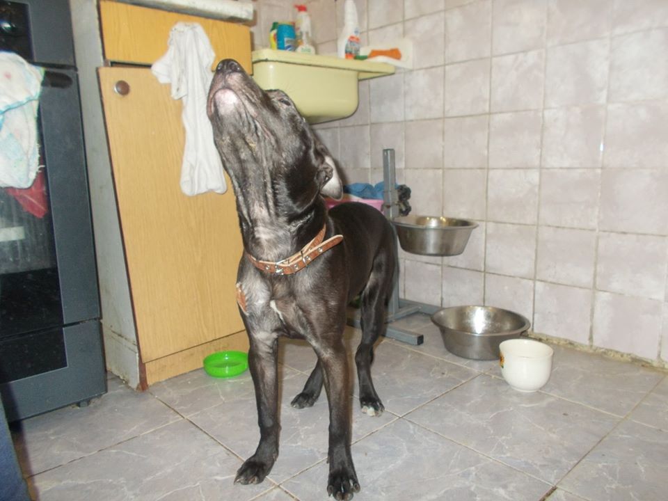 В Запорожье волонтеры спасли щенка, о которого хозяин тушил окурки и резал ножом (ФОТО)