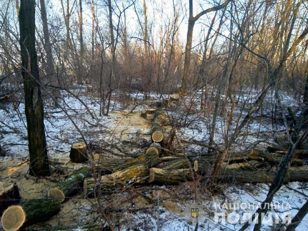 В Запорожье браконьеры спилили деревья акации (ФОТО)