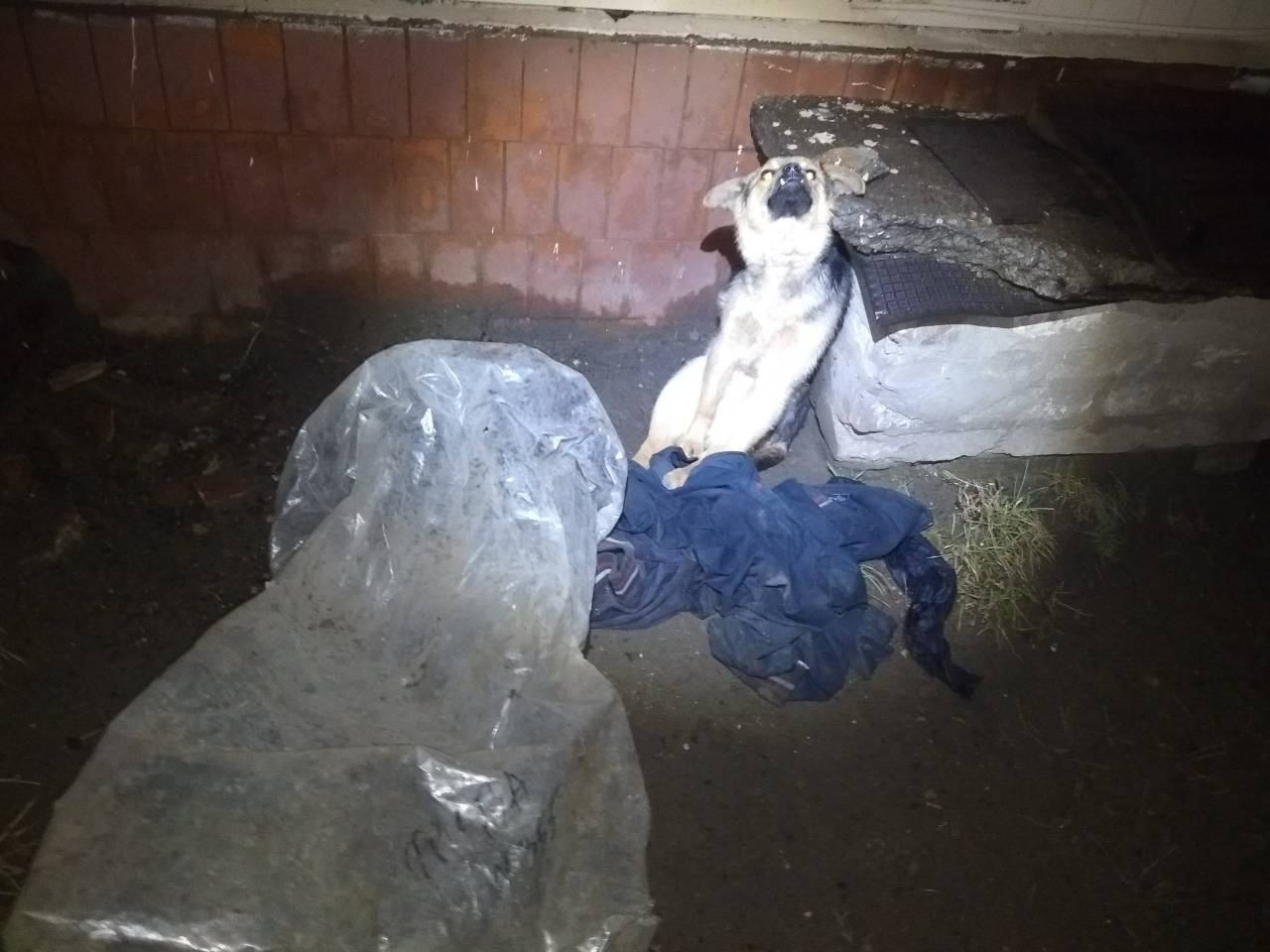 В Запорожье неизвестные на джипе выбросили собаку в мешке через забор (ФОТО, ВИДЕО)