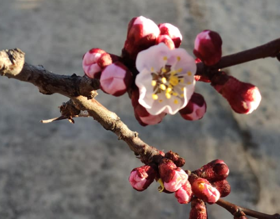 В Запорожье в марте расцвел абрикос (ФОТОФАКТ)