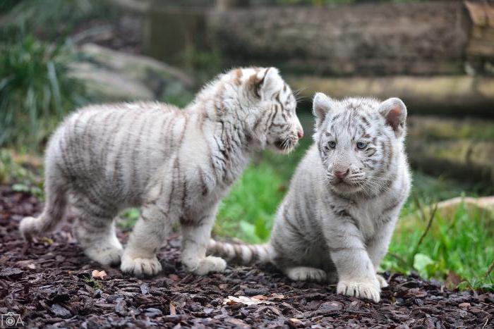 Запорожцам предлагают выбрать имена новорожденным бенгальским белым тигрятам