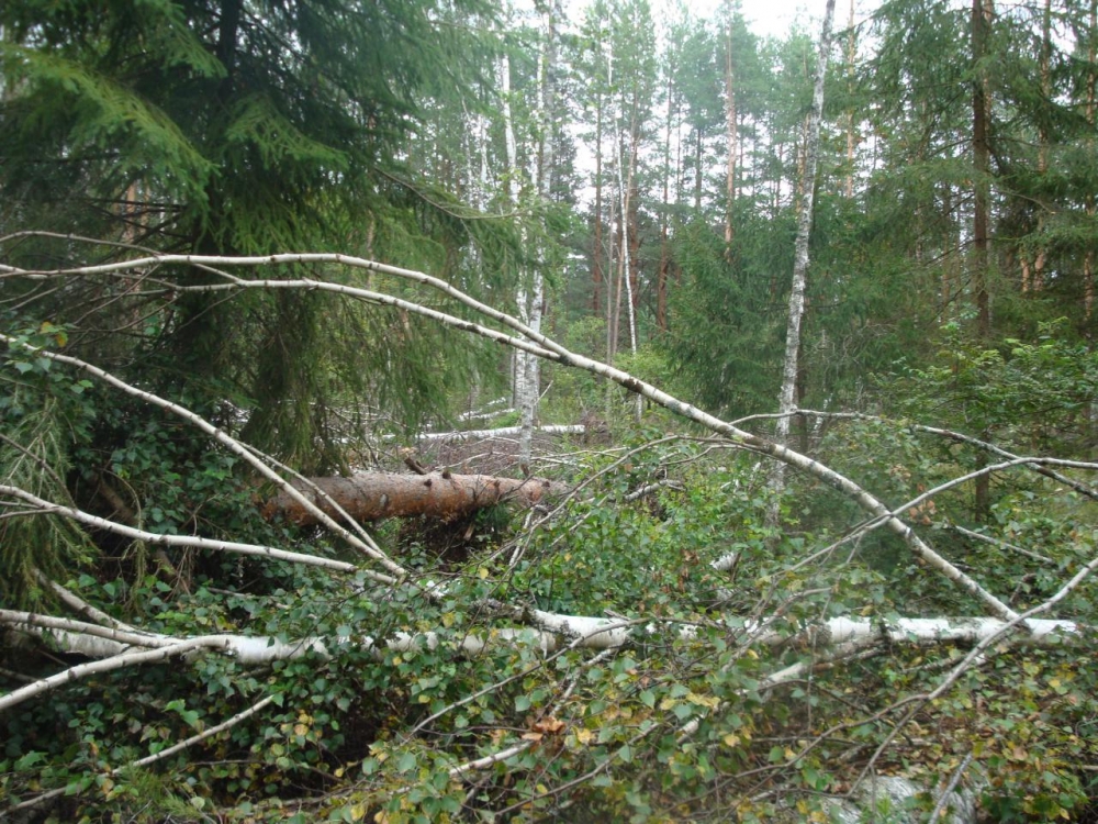 Названы причины гибели лесных насаждений в Запорожской области