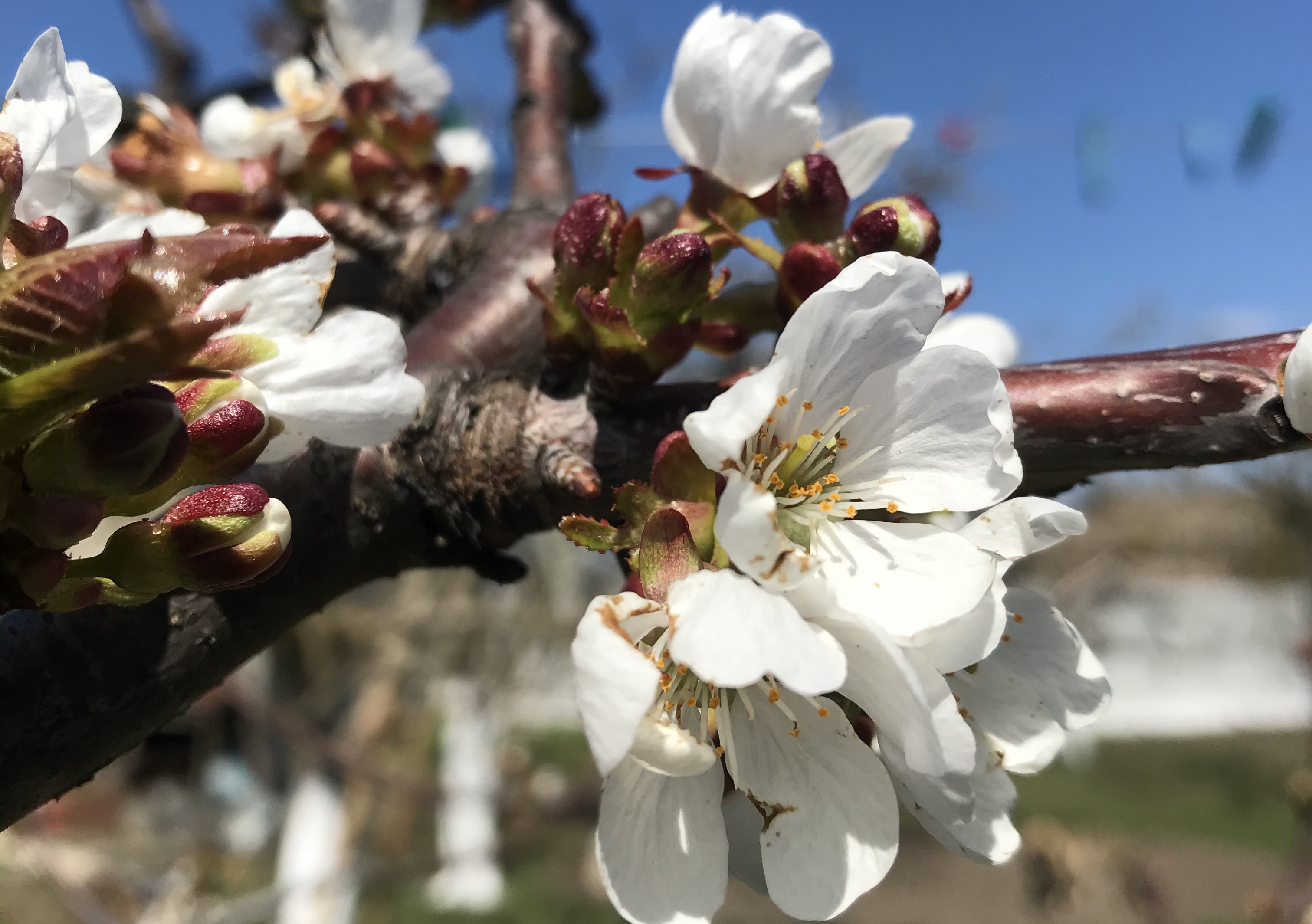 Экстремально ранняя весна и заморозки негативно повлияли на фруктовые деревья в Запорожской области