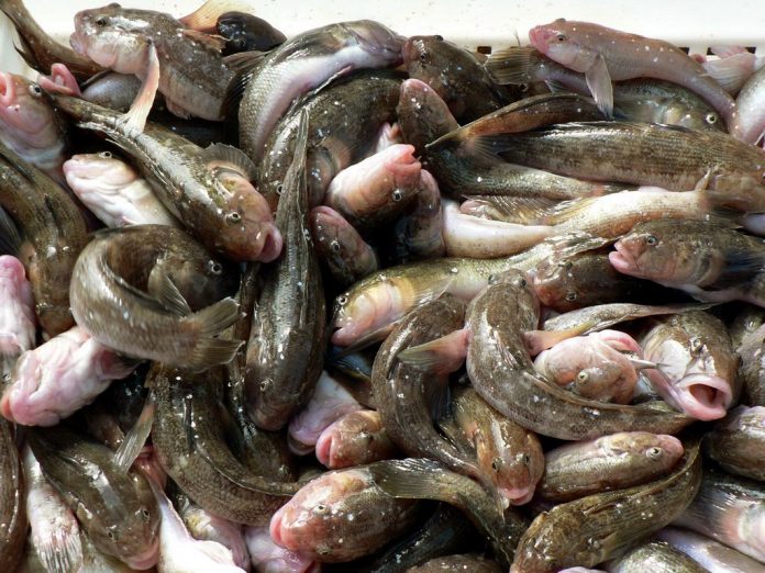 Три запорожских следователя изымали рыбу и передавали ее для реализации неспециализированным предприятиям (ФОТО)