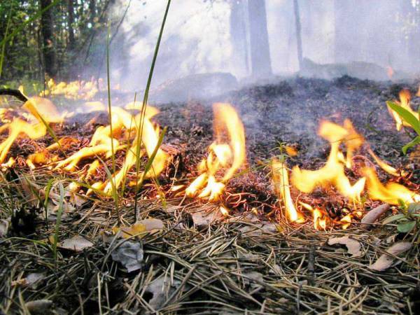 Верховная Рада в 18 раз увеличила штрафы за сжигание травы: как голосовали запорожские нардепы