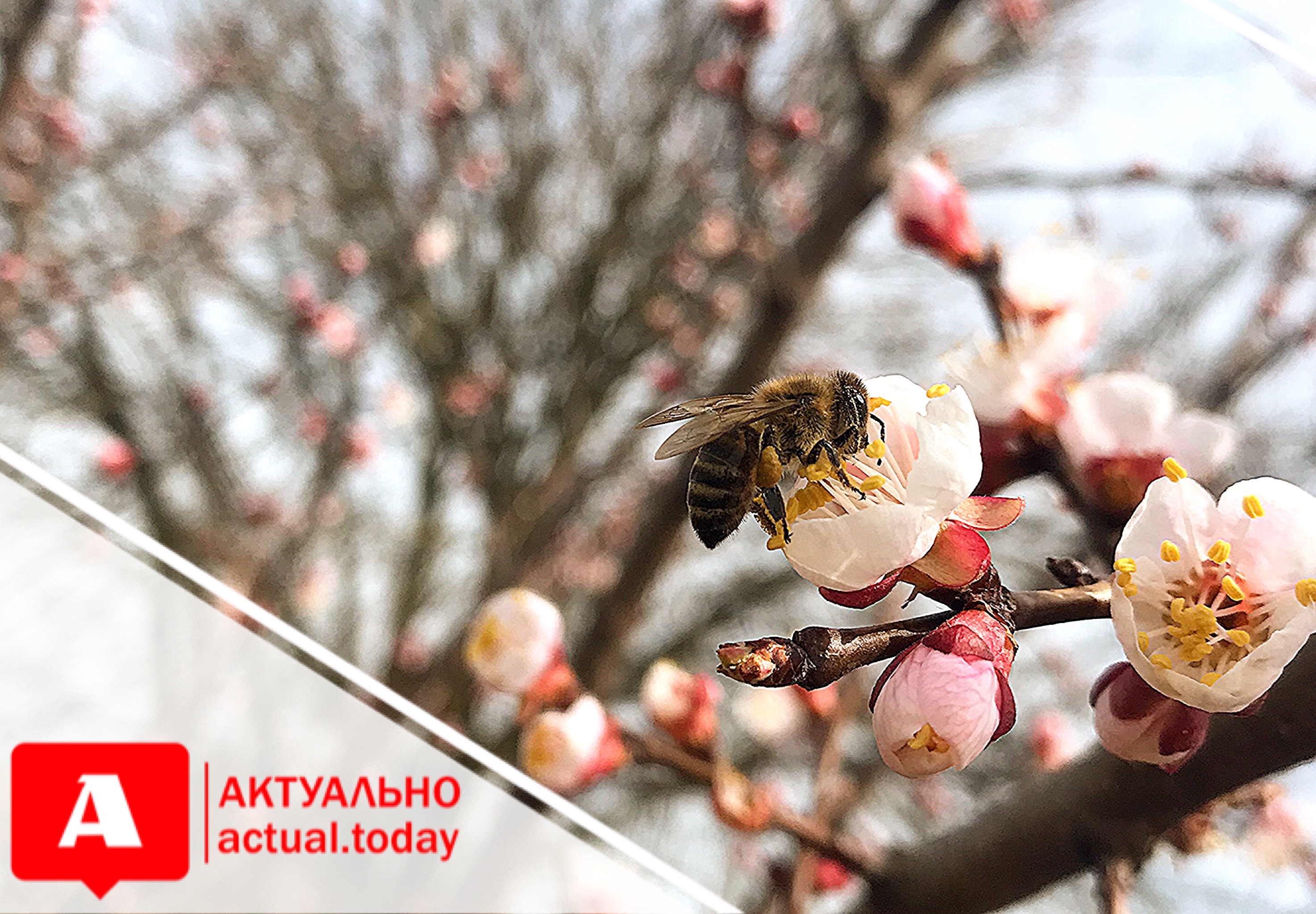 В Запорожской области гибнут пчёлы из-за обработки посевов рапса пестицидами (ФОТО)