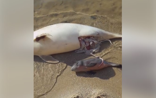 В Бердянске браконьеры вспороли живот беременной самке дельфина (ФОТО,ВИДЕО)