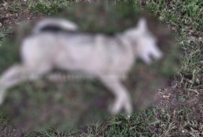 Убийство щенка в Запорожской области: пёс укусил козу, у мужчины «лопнуло» терпение (ФОТО)