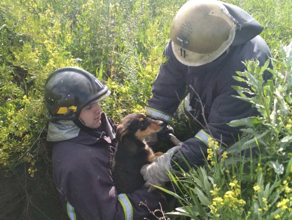 В Запорожской области спасли щенков, которые упали в колодец (ФОТО)