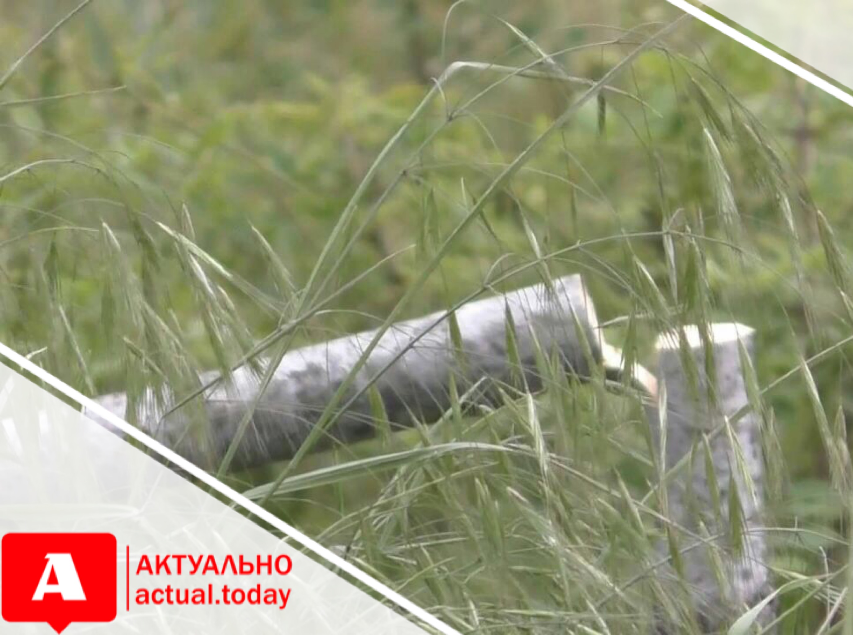 В сквере Яланского в Запорожье неизвестные уничтожили молодые деревца, высаженные активистами (ФОТО, ВИДЕО)