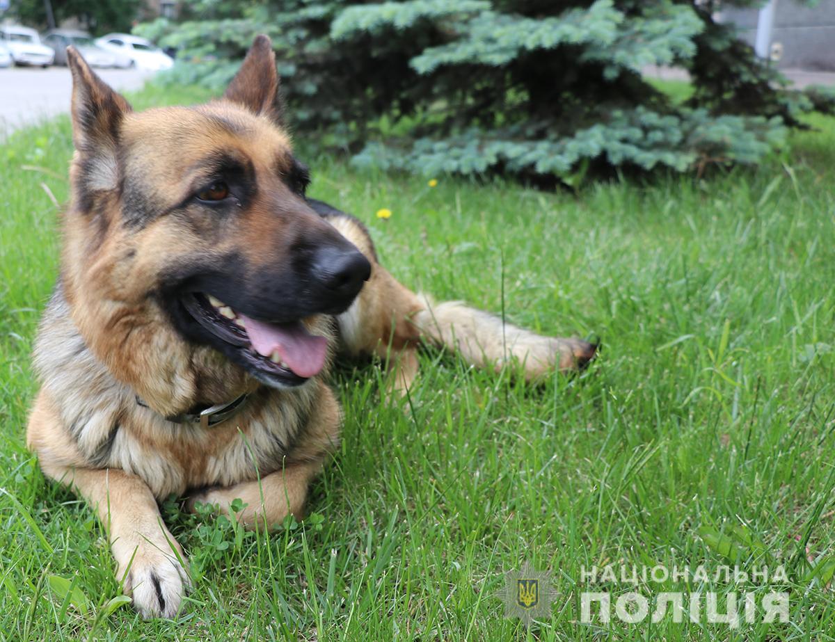 В Запорожской области служебная собака помогла правоохранителям разыскать вора (ФОТО)