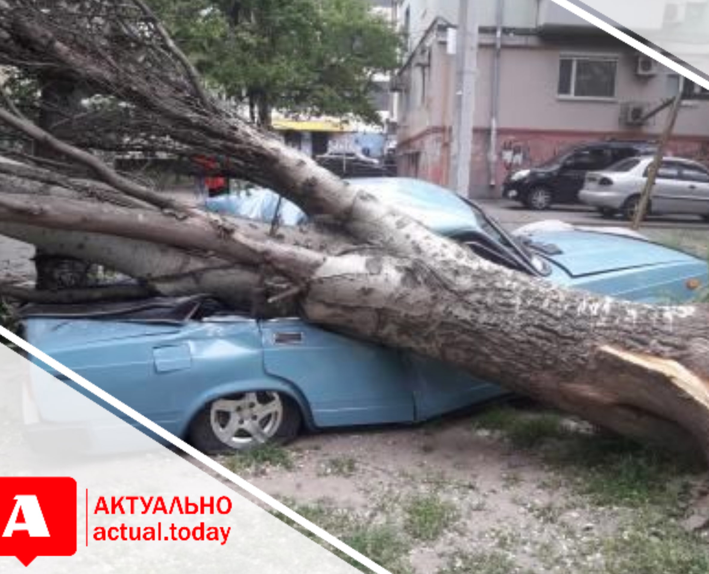 В Запорожье на автомобиль рухнуло огромное дерево (ФОТО)