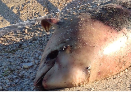 На запорожском курорте в море массово гибнут дельфины (ВИДЕО)