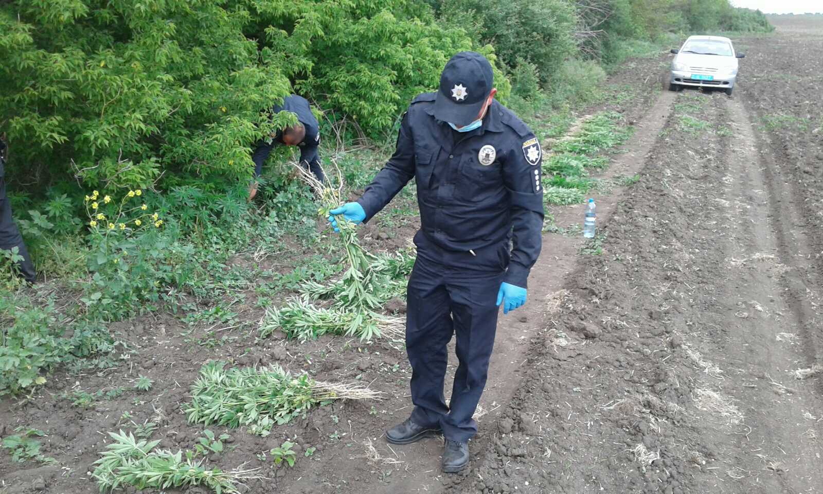 В Запорожской области обнаружили конопляные поля, принадлежащие общественной организации (ФОТО)