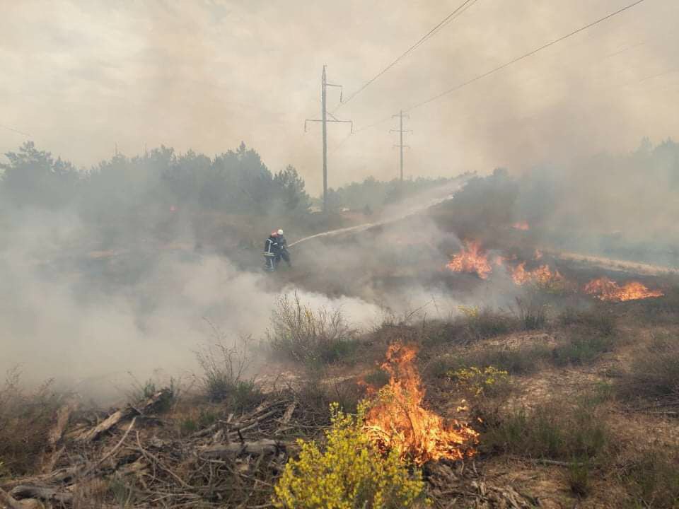 В Запорожской области произошел масштабный пожар в лесу: его удалось потушить (ФОТО)