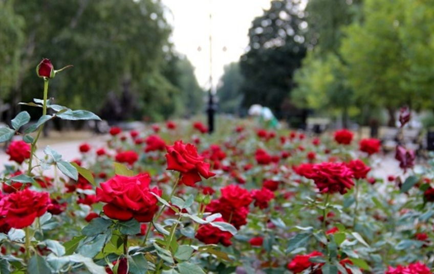 В Запорожье территорию вокруг “Аллеи роз” реконструируют за почти 11 миллионов гривен