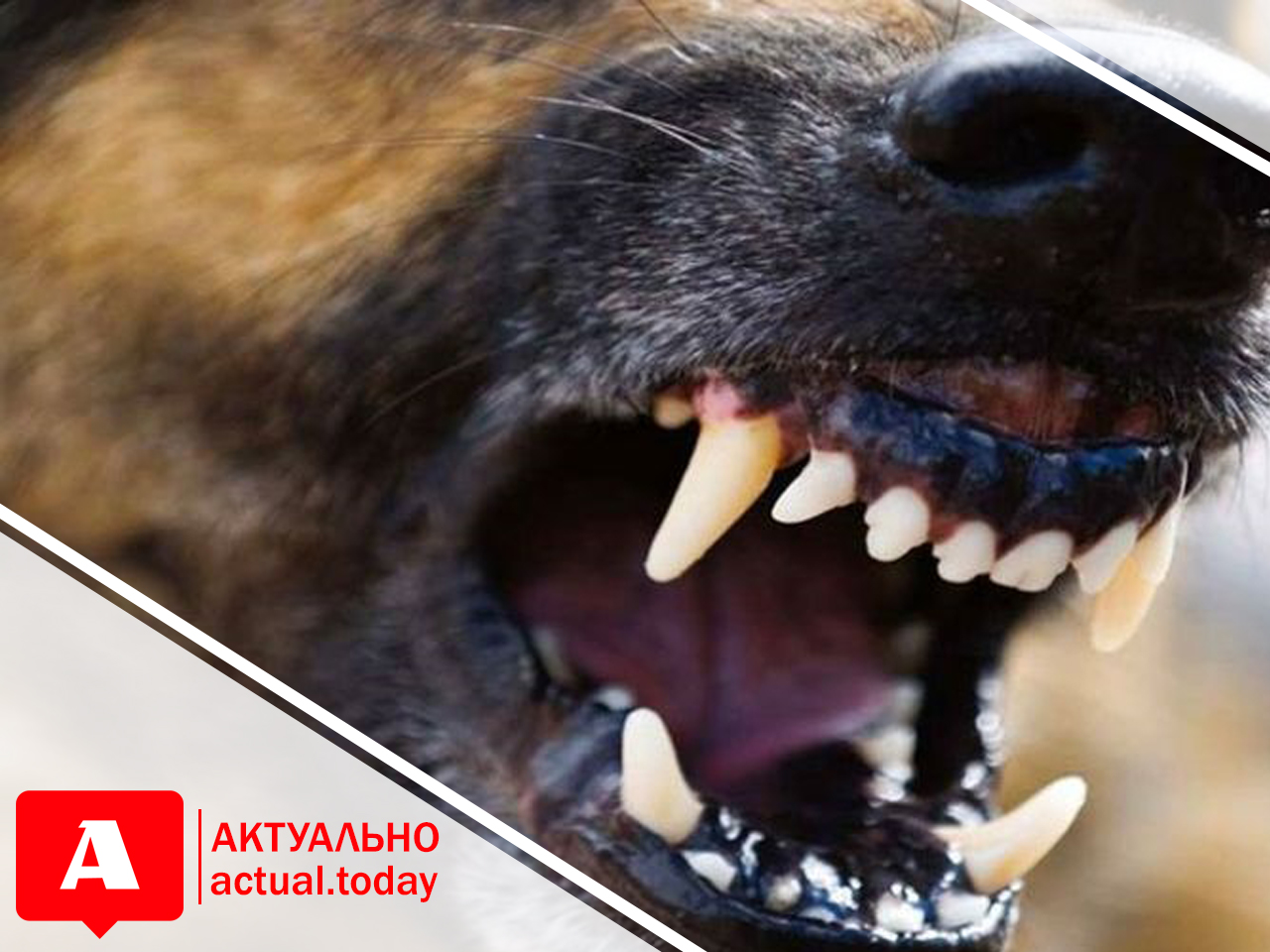 В Запорожской области мужчине пес откусил часть носа: он нуждается в помощи (ФОТО)