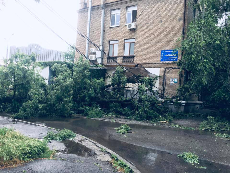 В Запорожье возле популярного кафе рухнуло огромное дерево (ФОТО, ВИДЕО)