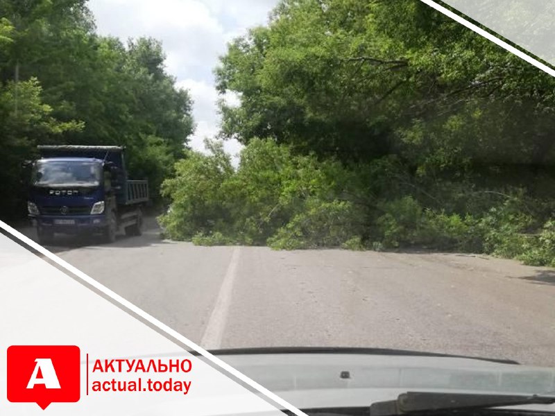 Посреди запорожской трассы рухнуло огромное дерево: движение затруднено (ВИДЕО)