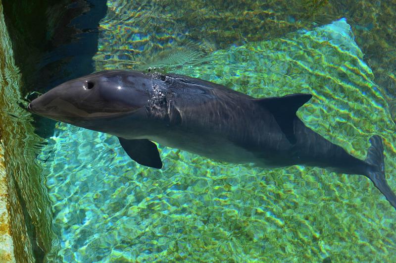На запорожском курорте на берег выбросило мертвого дельфина-малыша (ФОТО)