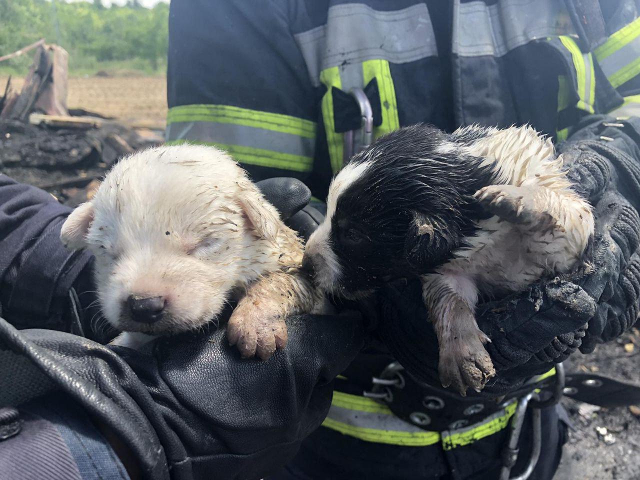 Вблизи стройки запорожских мостов произошел пожар: спасены 5 щенков (ФОТО)