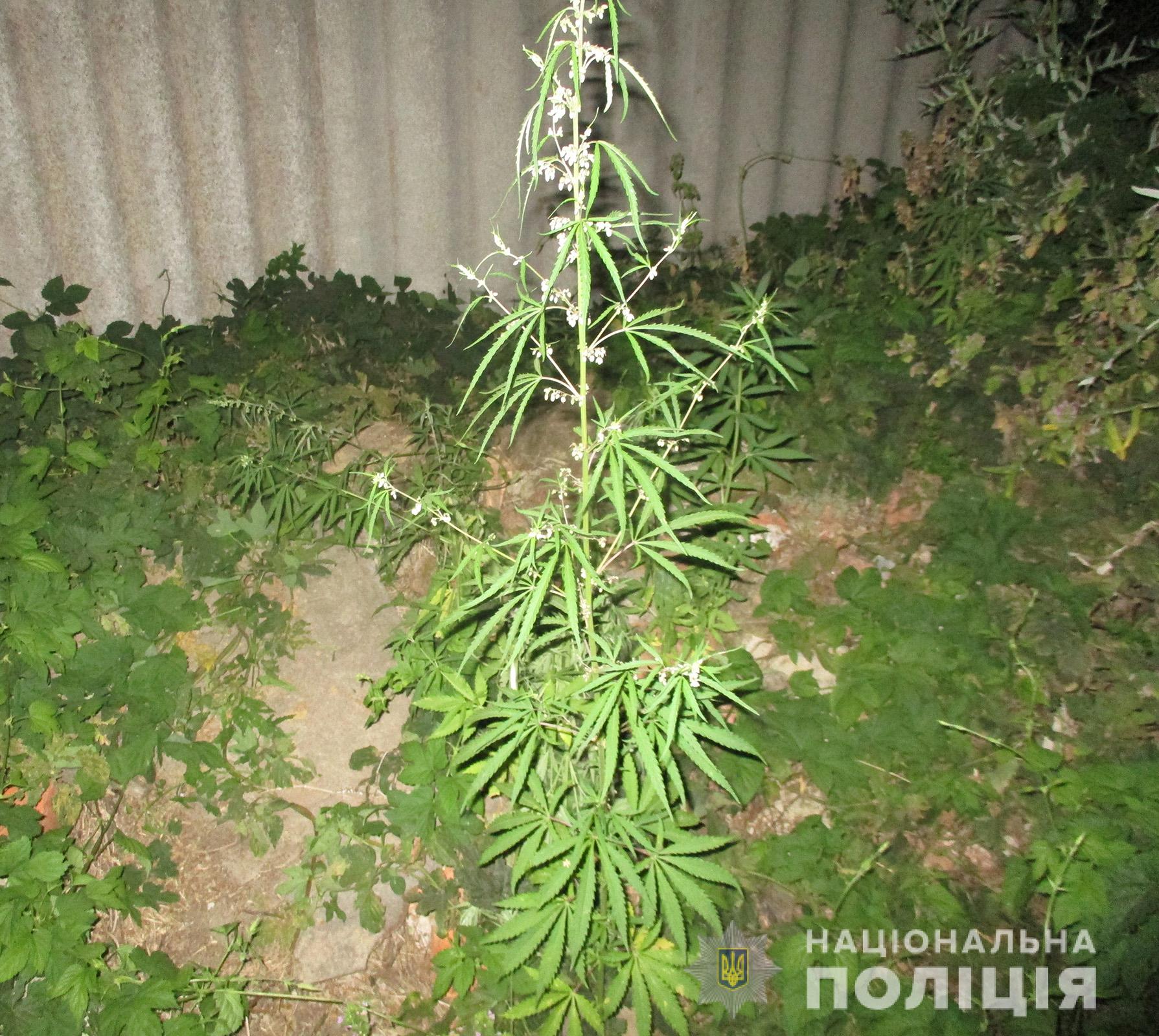 В Запорожской области у мужчины во дворе дома обнаружили плантацию конопли (ФОТО)