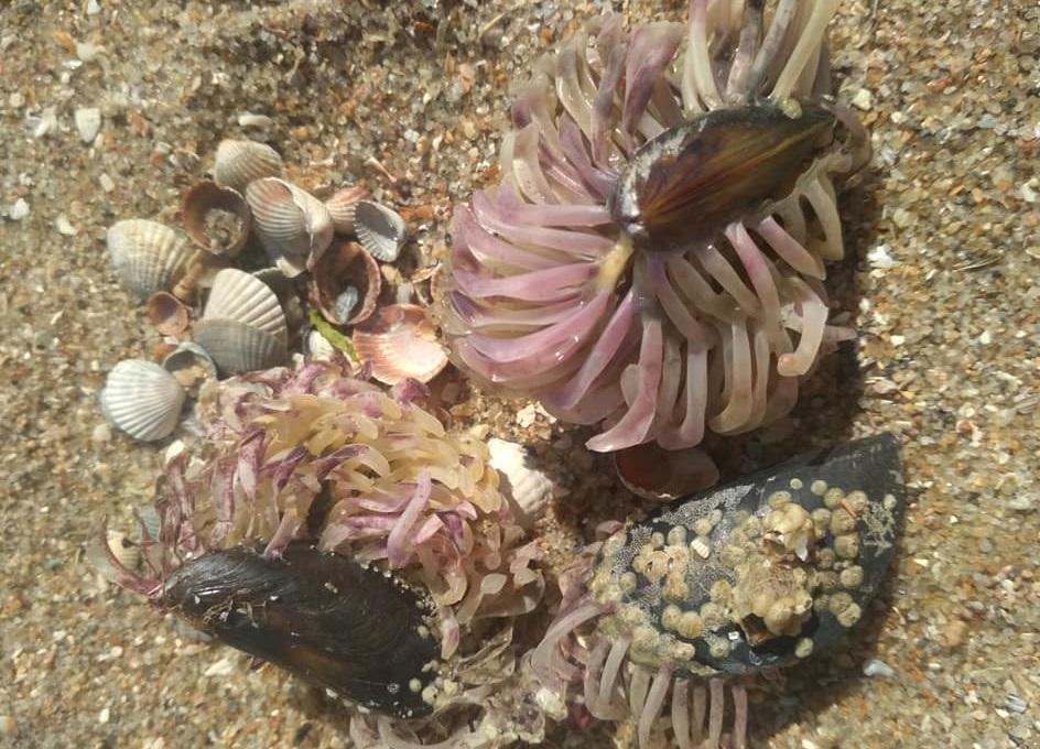 В Азовском море появились моллюски, характерны для фауны Чёрного моря: чем вредны и могут быть полезны (ФОТО)
