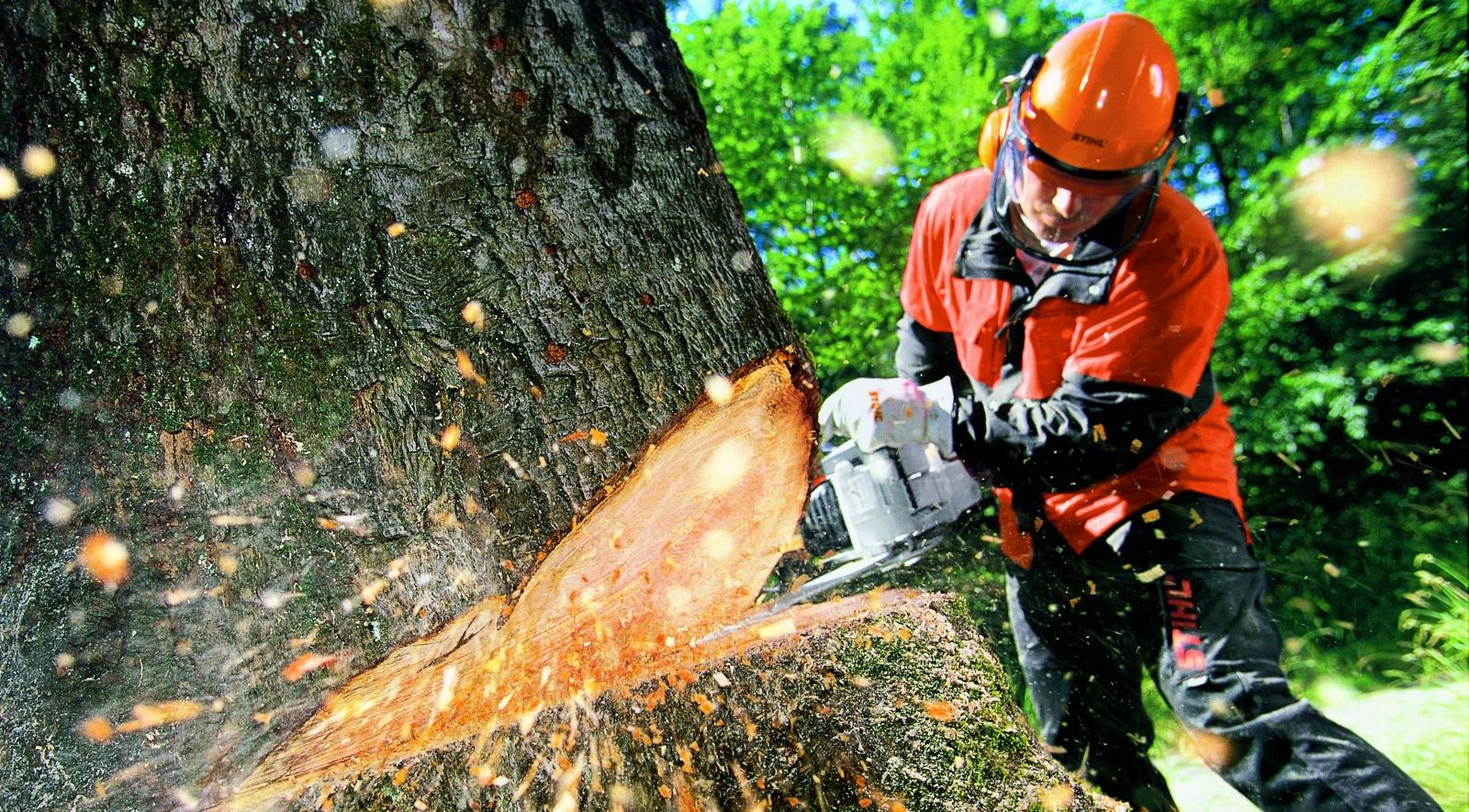 При проведении работ по строительству автотранспортной магистрали через р. Днепр в Запорожье удалят более полутысячи деревьев