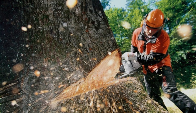 В Запорожье при проведении работ по капитальному ремонту системы водоотведения удалят 1315 деревьев (ДОКУМЕНТ)