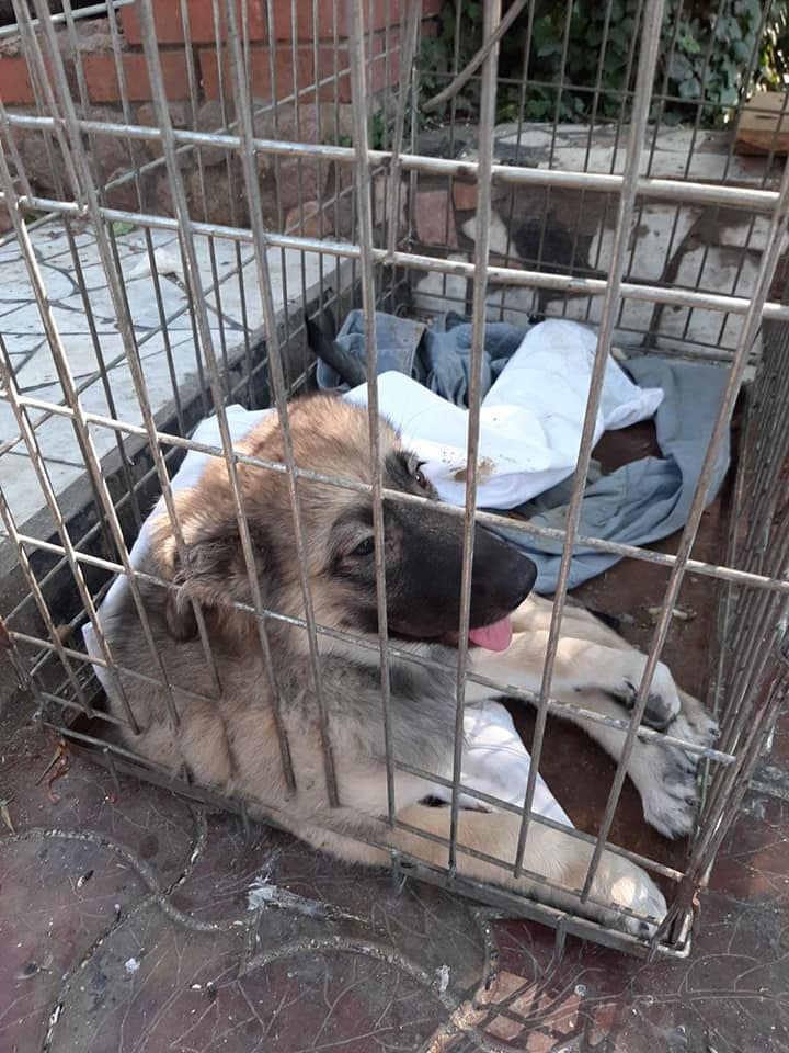 Стало известно состояние щенка, которого в Запорожской области мужчина выбросил с моста на железную дорогу (ВИДЕО)