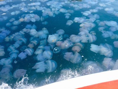 Журналисты столичного телеканала искали в Азовском море “остров медуз” (ВИДЕО)