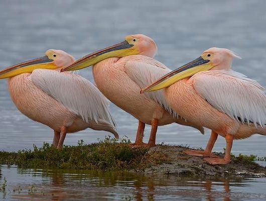 На Молочном лимане засняли семейство розовых пеликанов (ФОТО)
