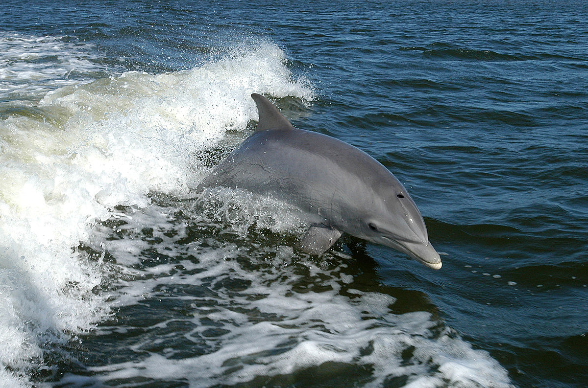 На Федотовой косе дельфины устроили шоу (ВИДЕО)