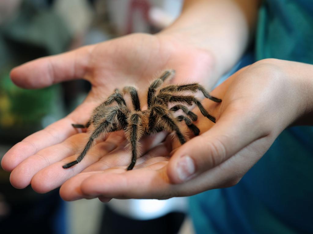 В Пологах семья обнаружила в своём дворе ядовитого паука (ФОТО)