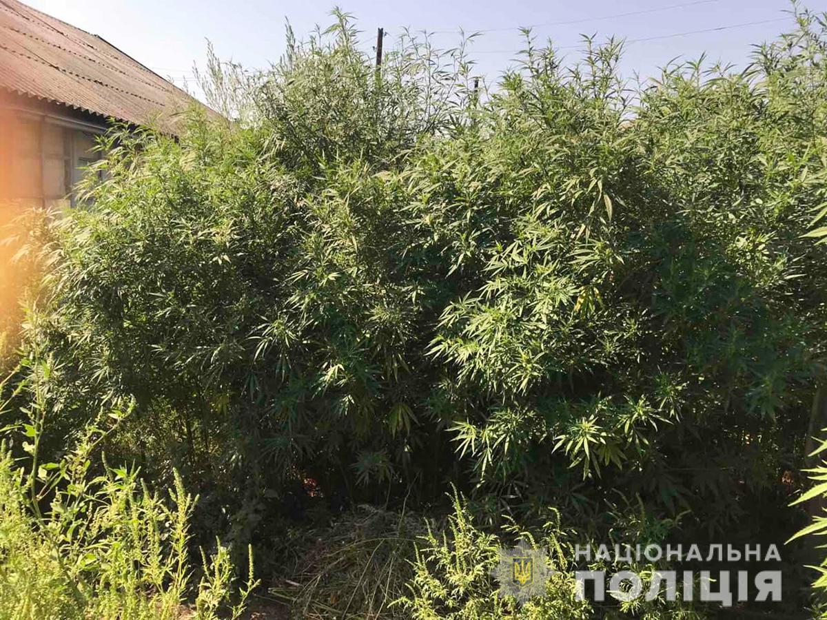 В Запорожской области обнаружили две наркоплантации на территории частных домов (ФОТО)