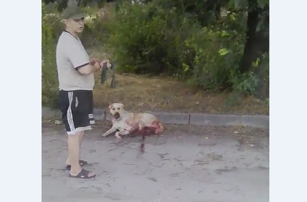 В Запорожье женщина сбила собаку и заявила в полицию за повреждение бампера (ВИДЕО)