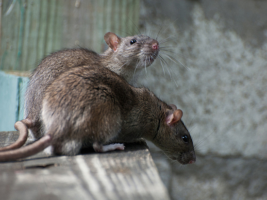 В одной из многоэтажек Запорожья из-за мясного магазина в подъезде появились крысы: местные жители бьют тревогу (ВИДЕО)